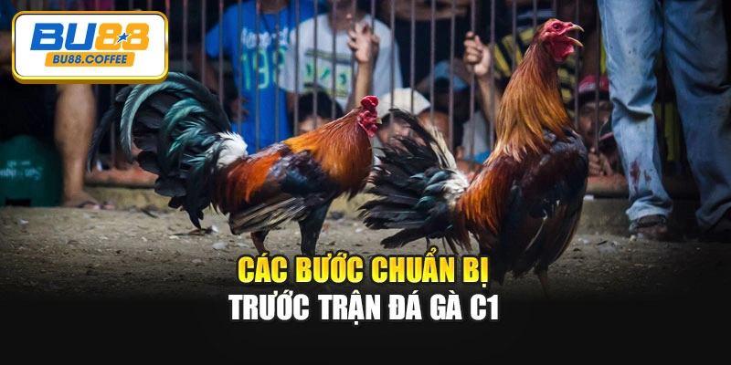Các bước chuẩn bị trước trận đá gà C1