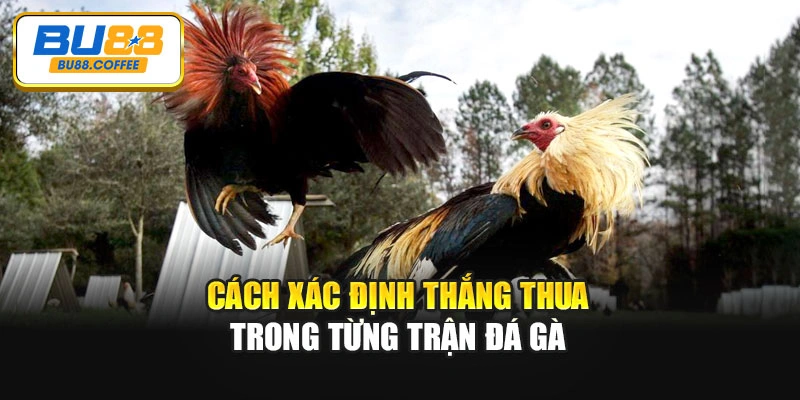Cách xác định thắng thua trong từng trận đá gà