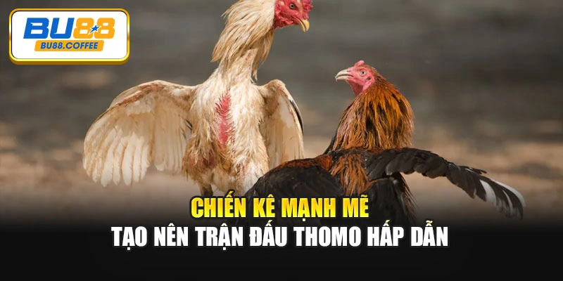 Chiến kê mạnh mẽ tạo nên trận đấu Thomo hấp dẫn