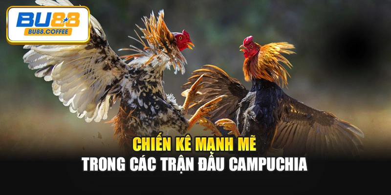 Chiến kê mạnh mẽ trong các trận đấu Campuchia