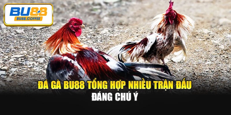 Đá gà BU88 tổng hợp nhiều trận đấu đáng chú ý
