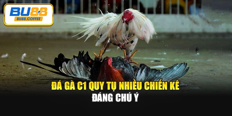 Đá gà C1 quy tụ nhiều chiến kê đáng chú ý