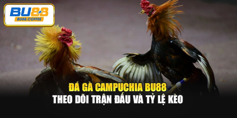 Đá Gà Campuchia BU88 - Theo Dõi Trận Đấu Và Tỷ Lệ Kèo