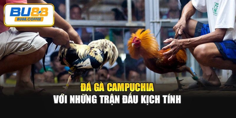 Đá gà Campuchia với những trận đấu kịch tính