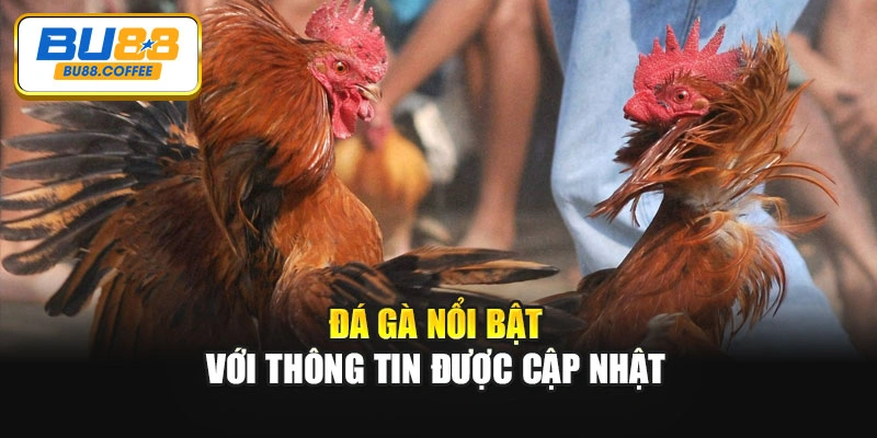 Đá gà nổi bật với thông tin được cập nhật