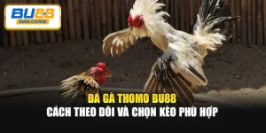 Đá Gà Thomo BU88 - Cách Theo Dõi Và Chọn Kèo Phù Hợp