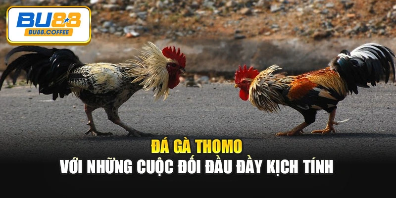 Đá gà Thomo với những cuộc đối đầu đầy kịch tính