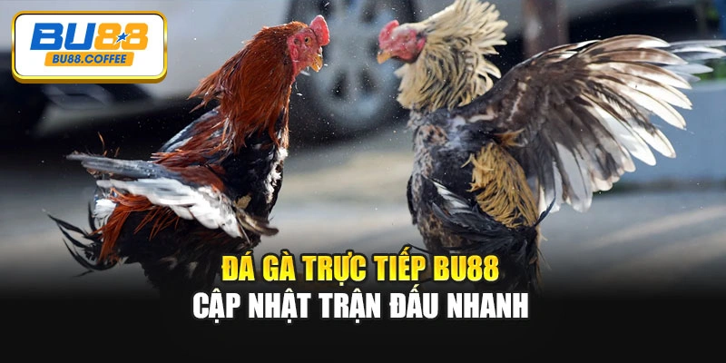 Đá gà trực tiếp BU88 cập nhật trận đấu nhanh
