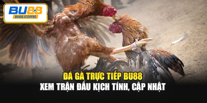 Đá Gà Trực Tiếp BU88 – Xem Trận Đấu Kịch Tính, Cập Nhật