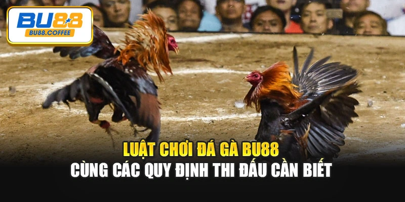 Luật Chơi Đá Gà BU88 Cùng Các Quy Định Thi Đấu Cần Biết