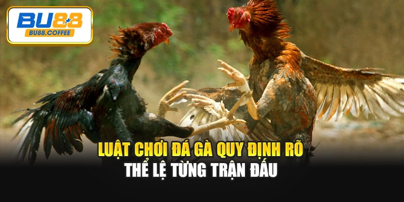 Luật chơi đá gà quy định rõ thể lệ từng trận đấu
