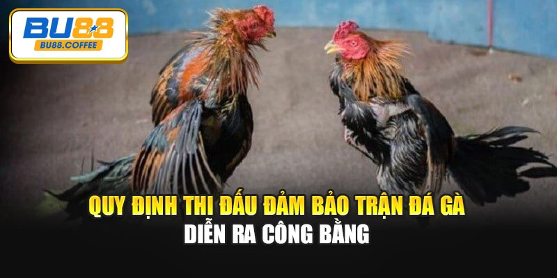 Quy định thi đấu đảm bảo trận đá gà diễn ra công bằng