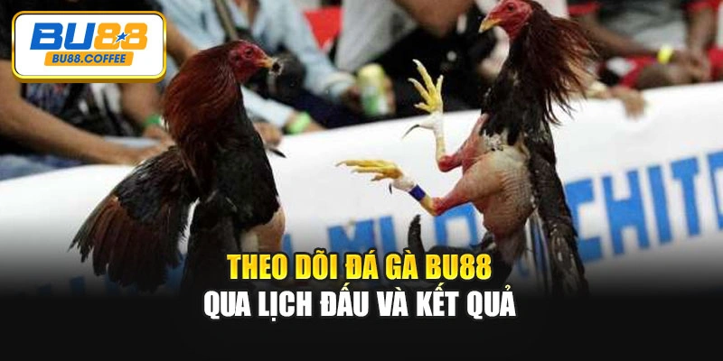 Theo dõi đá gà BU88 qua lịch đấu và kết quả