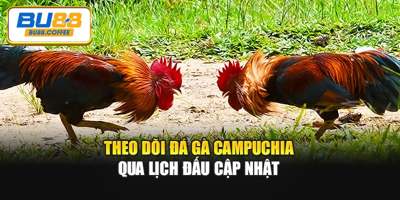 Theo dõi đá gà Campuchia qua lịch đấu cập nhật