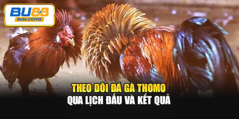 Theo dõi đá gà Thomo qua lịch đấu và kết quả
