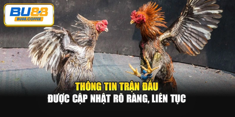 Thông tin trận đấu được cập nhật rõ ràng, liên tục
